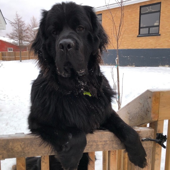 Meet your Posher, Alexandra (Alexia) - Picture 7 of 13